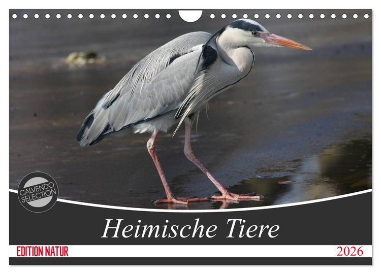 Produktbild: Heimische Tiere (Wandkalender 2026 DIN A4 quer), CALVENDO Monatskalender