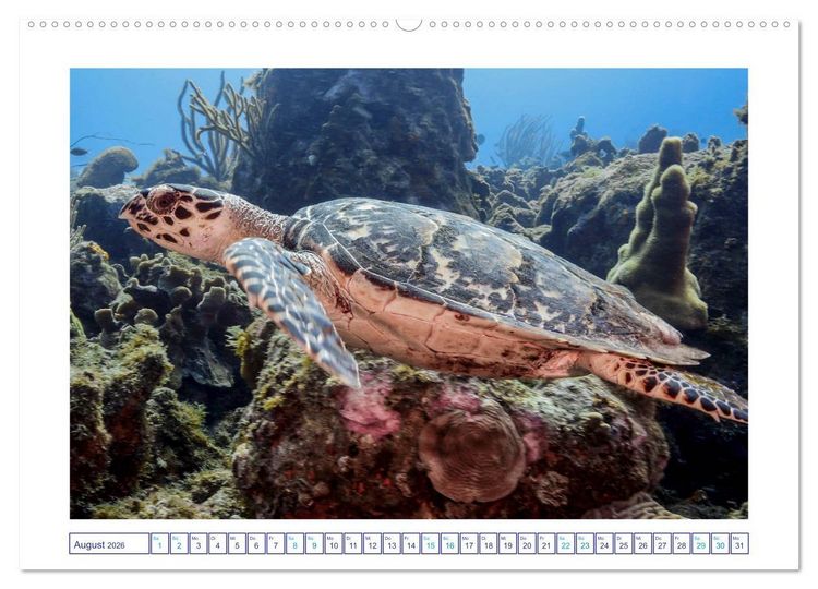 Produktbild: Begegnung mit Meeresschildkr&ouml;ten (hochwertiger Premium Wandkalender 2026 DIN A2 quer), Kunstdruck in Hochglanz