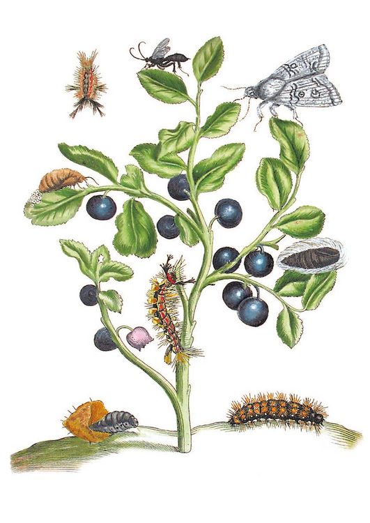 Produktbild: Maria Sibylla Merian &ndash; Bl&uuml;ten, Raupen, Schmetterlinge (Jubil&auml;umsausgabe)