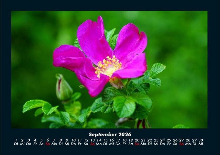 Produktbild: Rosentraum 2026 Fotokalender DIN A4