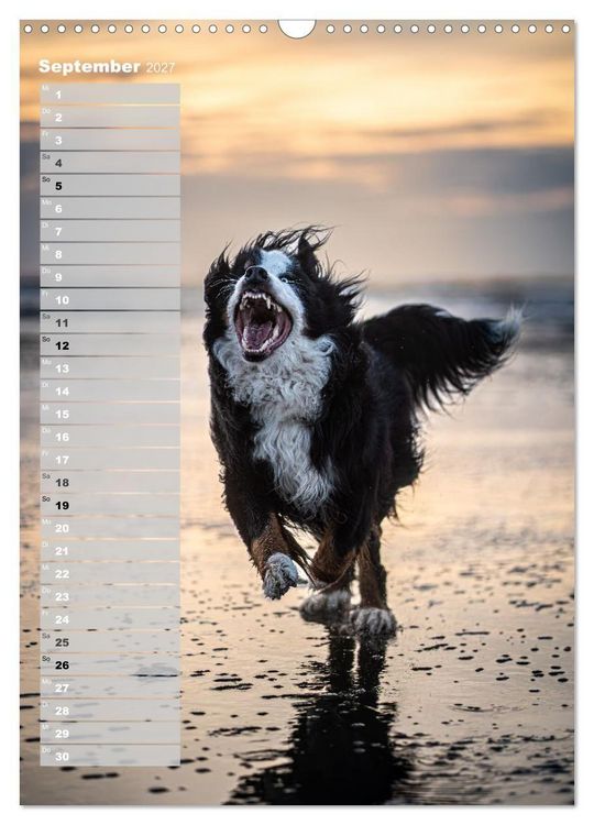 Produktbild: Berner Sennenhunde im Laufe der Jahreszeiten (Wandkalender 2027 DIN A3 hoch), CALVENDO Monatskalender