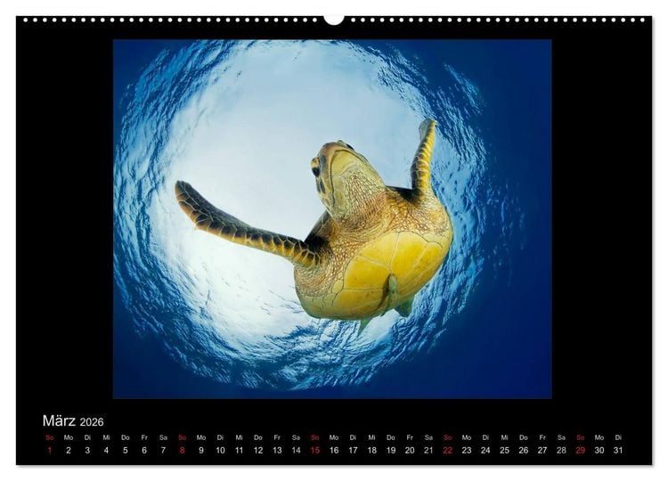 Produktbild: OCEAN - ART (Wandkalender 2026 DIN A2 quer), CALVENDO Monatskalender