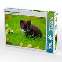 Produktbild: CALVENDO Puzzle Junges K&auml;tzchen auf einer Wiese | 1000 Teile Lege-Gr&ouml;&szlig;e 64x48cm Foto-Puzzle f&uuml;r gl&uuml;ckliche Stunden