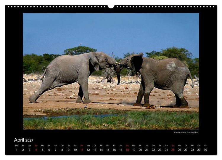 Produktbild: Wildtiere im Etosha Nationalpark (Wandkalender 2027 DIN A2 quer), CALVENDO Monatskalender