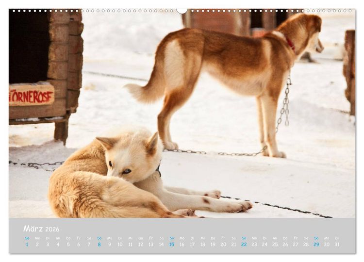 Produktbild: Alaskan Huskies (hochwertiger Premium Wandkalender 2026 DIN A2 quer), Kunstdruck in Hochglanz