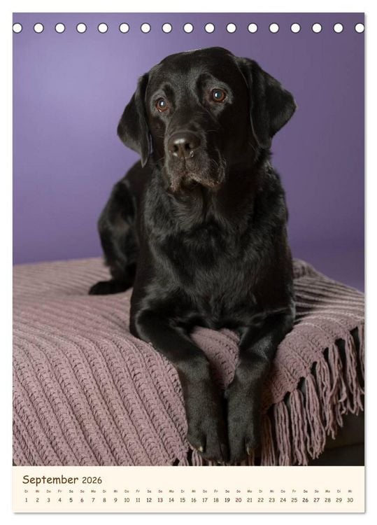 Produktbild: Labrador Retriever (Tischkalender 2026 DIN A5 hoch), CALVENDO Monatskalender