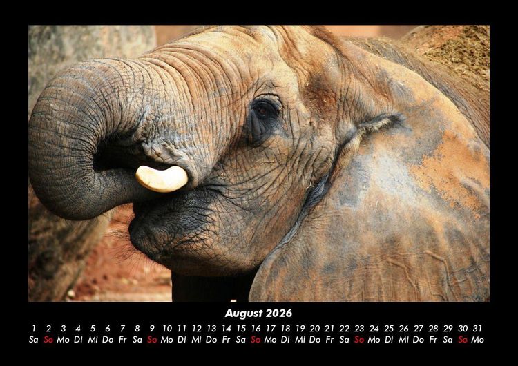 Produktbild: Der Elefantenkalender 2026 Fotokalender DIN A3