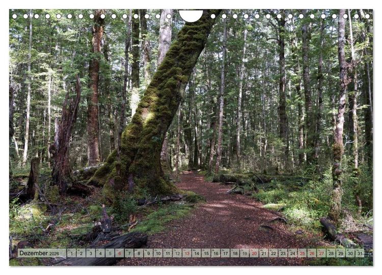 Produktbild: Prim&auml;rwald - Neuseeland (Wandkalender 2026 DIN A4 quer), CALVENDO Monatskalender