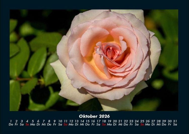 Produktbild: Rosentraum 2026 Fotokalender DIN A4