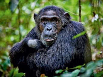 Produktbild: CALVENDO Puzzle Portr&auml;t eines wilden Schimpansen, Pan troglodytes, Kibale-Nationalpark, Fort Portal, Uganda, Afrika | 1000 Teile Lege-Gr&ouml;&szlig;e 64x48cm Foto-Puzzle f&uuml;r gl&uuml;ckliche Stunden