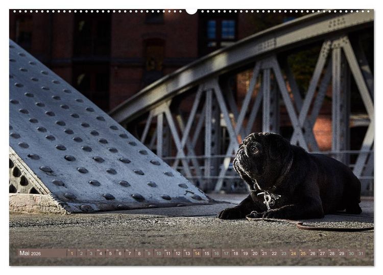 Produktbild: Hamburg - Stadt der M&ouml;pse (hochwertiger Premium Wandkalender 2026 DIN A2 quer), Kunstdruck in Hochglanz