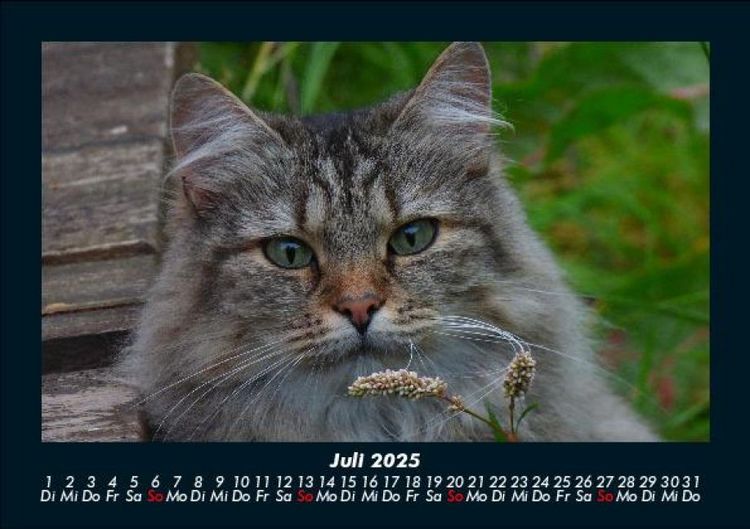 Produktbild: Katzen 2025 Fotokalender DIN A5