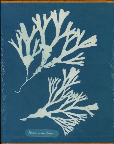 Produktbild: Anna Atkins. Cyanotypes