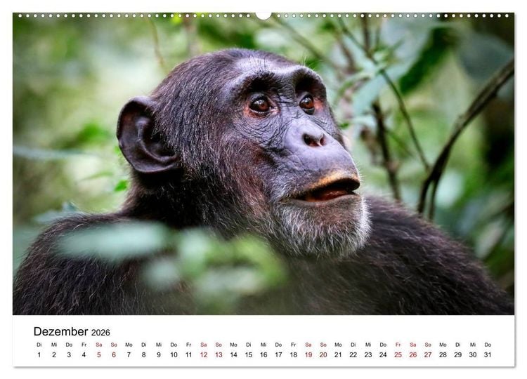 Produktbild: UGANDA - Berggorillas & Chimps (Wandkalender 2026 DIN A2 quer), CALVENDO Monatskalender