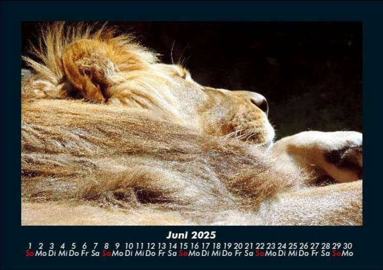 Produktbild: L&ouml;wen in der Wildnis 2025 Fotokalender DIN A5