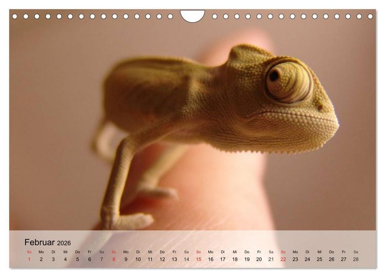 Produktbild: Kleine Reptilien (Wandkalender 2026 DIN A4 quer), CALVENDO Monatskalender