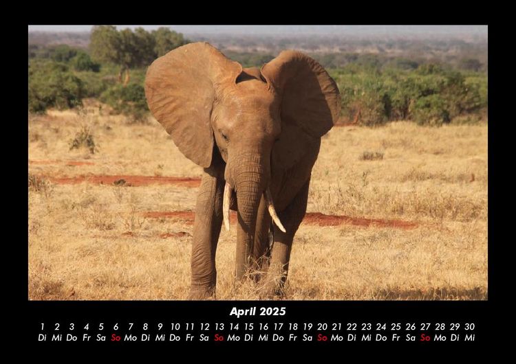 Produktbild: Elefanten - Die sanften Riesen Afrikas 2025 Fotokalender DIN A3