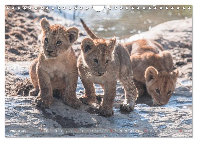 Produktbild: L&ouml;wen - Raubkatzen Afrikas (Wandkalender 2026 DIN A4 quer), CALVENDO Monatskalender