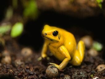 Produktbild: CALVENDO Puzzle Schreckliche Pfeilgiftfrosch (Phyllobates terribilis) | 1000 Teile Lege-Gr&ouml;&szlig;e 64x48cm Foto-Puzzle f&uuml;r gl&uuml;ckliche Stunden
