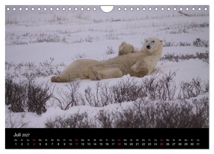 Produktbild: Arktische Tr&auml;ume - Eisb&auml;ren in Kanada (Wandkalender 2027 DIN A4 quer), CALVENDO Monatskalender