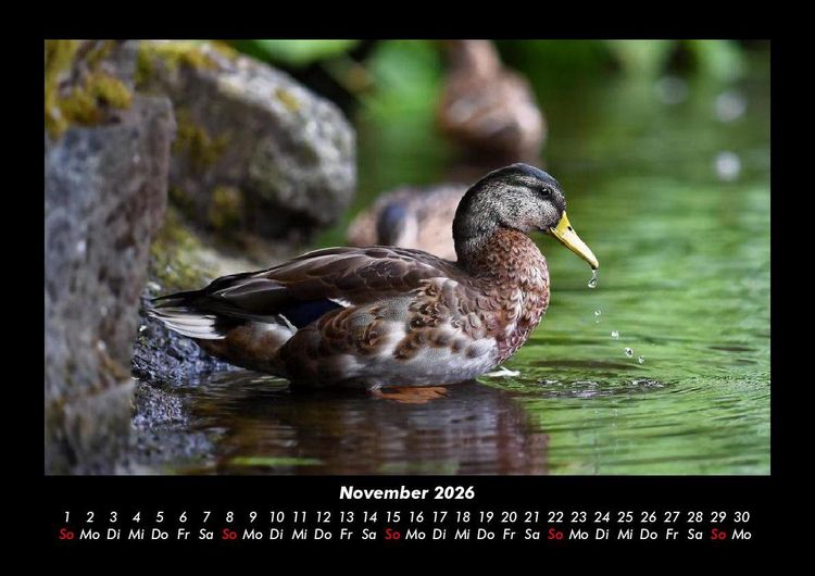 Produktbild: Enten 2026 Fotokalender DIN A3