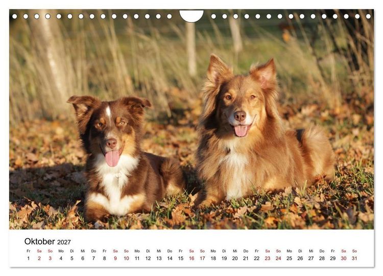 Produktbild: Australian Shepherd - Treue Blicke, wilde Herzen (Wandkalender 2027 DIN A4 quer), CALVENDO Monatskalender