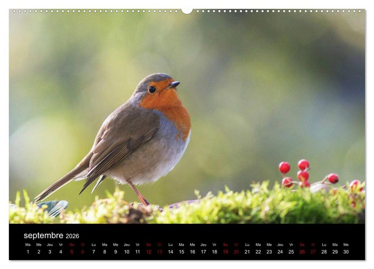 Produktbild: Mon ami le rouge-gorge (Calendrier mural 2026 DIN A2 vertical) calendrier de bureau