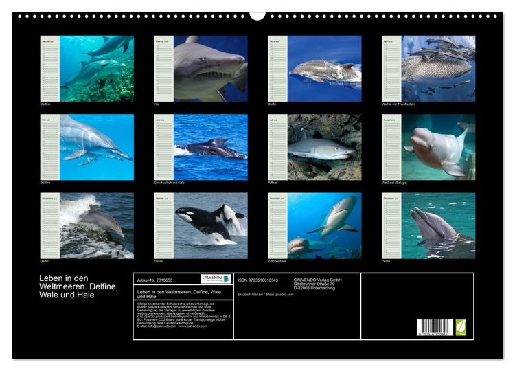 Produktbild: Leben in den Weltmeeren. Delfine, Wale und Haie (Wandkalender 2026 DIN A2 quer), CALVENDO Monatskalender