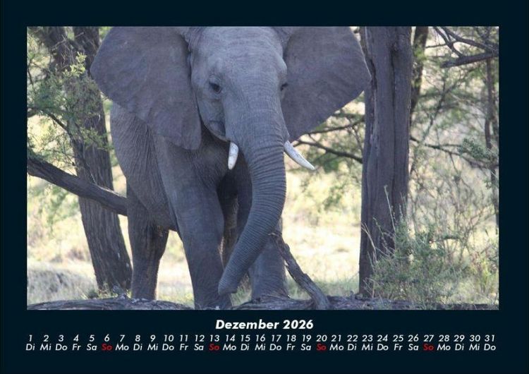 Produktbild: Elefanten - Die sanften Riesen Afrikas 2026 Fotokalender DIN A4