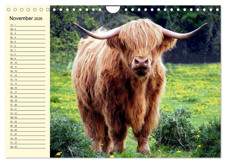 Produktbild: Schottische Hochlandrinder. Freundlich, sch&ouml;n und robust (Wandkalender 2026 DIN A4 quer), CALVENDO Monatskalender