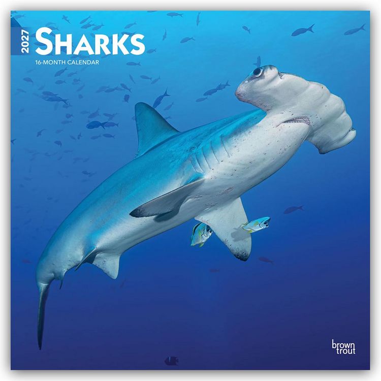 Produktbild: Sharks &ndash; Haie 2027 &ndash; 16-Monatskalender