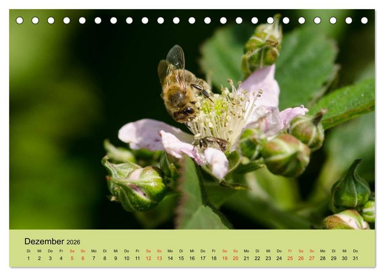 Produktbild: Bienen bei der Arbeit (Tischkalender 2026 DIN A5 quer), CALVENDO Monatskalender