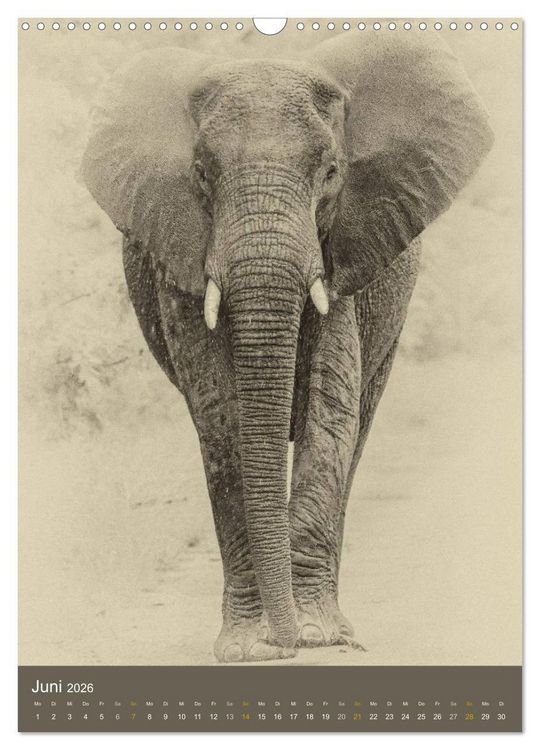 Produktbild: Afrikas Tierwelt - Sepia-Art (Wandkalender 2026 DIN A3 hoch), CALVENDO Monatskalender