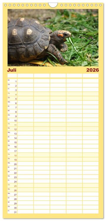 Produktbild: Familienplaner 2026 - Schildkr&ouml;ten - Gepanzerte Urzeitwesen mit 5 Spalten (Wandkalender, 21 x 45 cm) CALVENDO