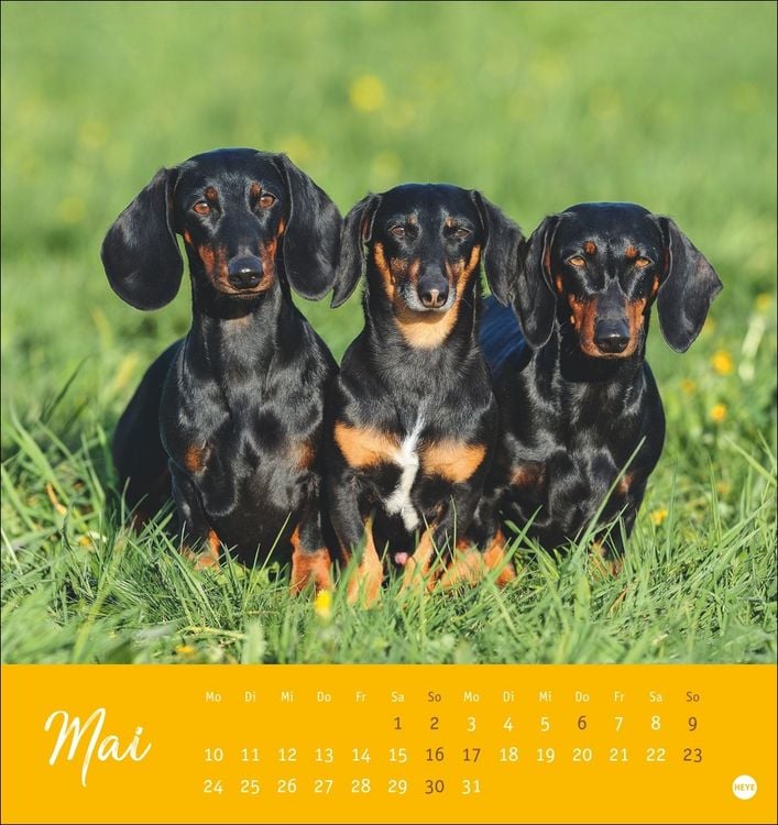 Produktbild: Dackel Postkartenkalender 2027