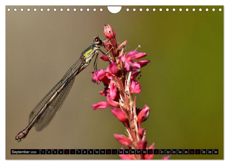 Produktbild: Insekten-Sommer (Wandkalender 2026 DIN A4 quer), CALVENDO Monatskalender