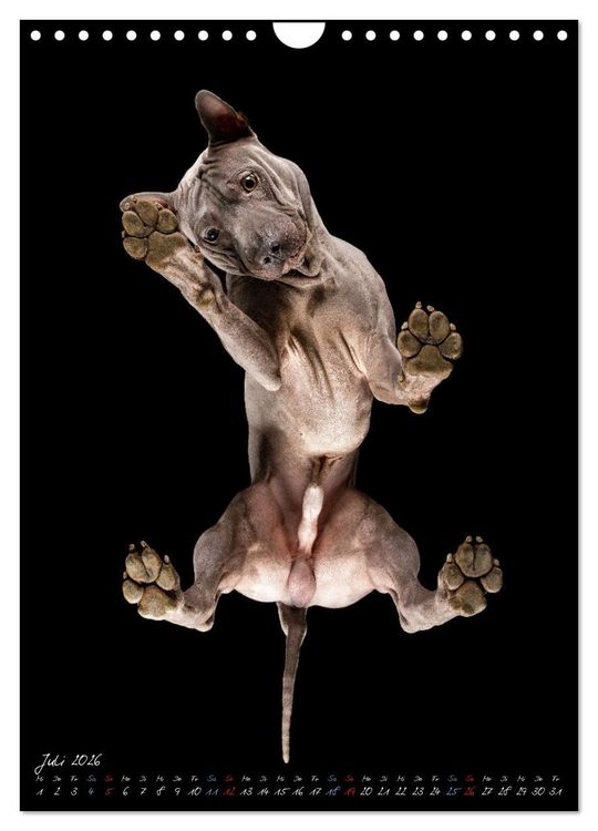 Produktbild: Down Under - Hunde auf der Glasplatte (Wandkalender 2026 DIN A4 hoch), CALVENDO Monatskalender