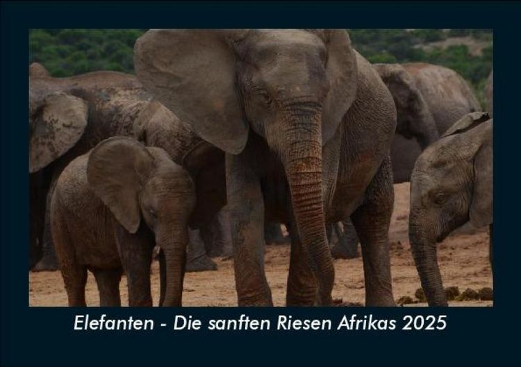 Produktbild: Elefanten - Die sanften Riesen Afrikas 2025 Fotokalender DIN A5