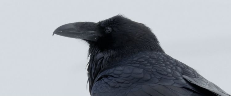 Produktbild: Kr&auml;hen - Die Natur beobachtet uns