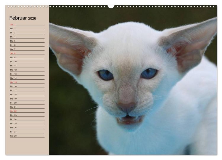Produktbild: Siamkatzen - Kleiner Frechdachs mit Familie (hochwertiger Premium Wandkalender 2026 DIN A2 quer), Kunstdruck in Hochglanz