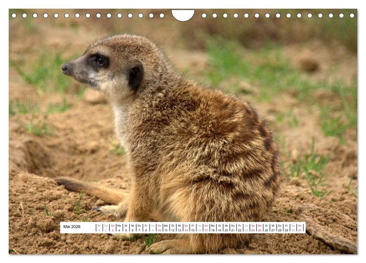 Produktbild: Erdm&auml;nnchen - Die Kobolde im Tierreich (Wandkalender 2026 DIN A4 quer), CALVENDO Monatskalender