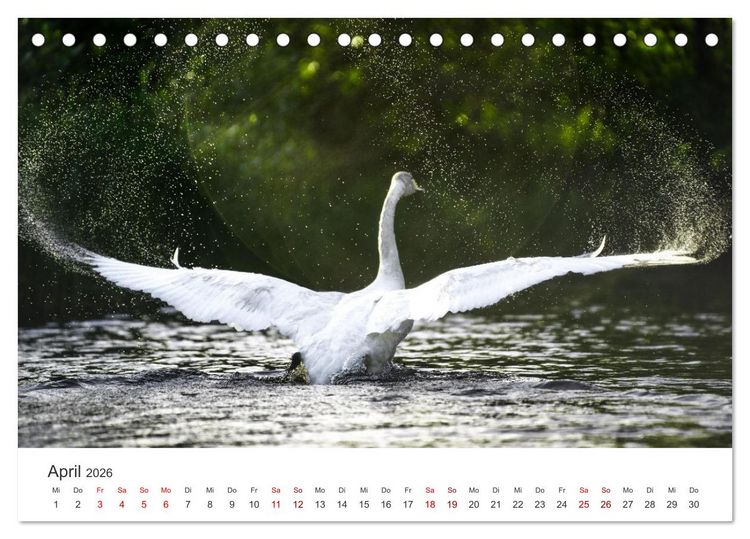Produktbild: Schw&auml;ne - Prachtvolle Federkleider. (Tischkalender 2026 DIN A5 quer), CALVENDO Monatskalender