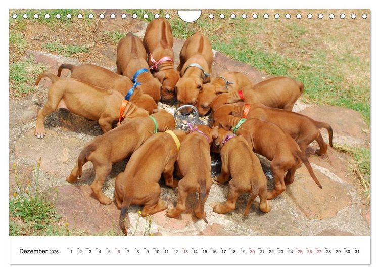 Produktbild: Rhodesian Ridgeback Welpen (Wandkalender 2026 DIN A4 quer), CALVENDO Monatskalender