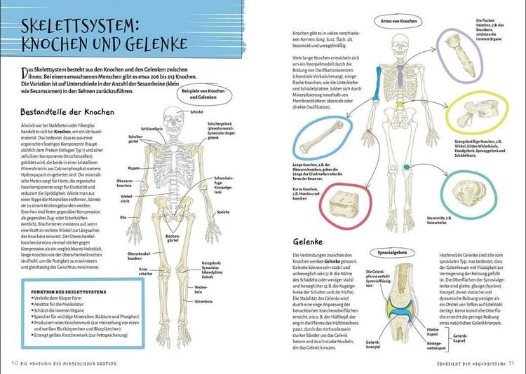Produktbild: Die Anatomie des Menschlichen K&ouml;rpers