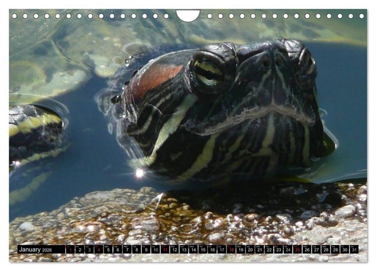 Produktbild: Turtles and Tortoises - Armored pacifists (Wall Calendar 2026 DIN A4 landscape), CALVENDO 12 Month Wall Calendar