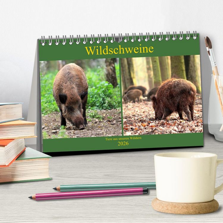 Produktbild: Wildschweine - Tiere aus unseren W&auml;ldern (Tischkalender 2026 DIN A5 quer), CALVENDO Monatskalender