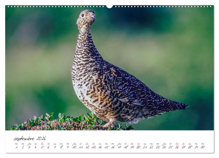 Produktbild: Les Hautes-Alpes sur les chemins des marmottes (Calendrier mural 2026 DIN A2 vertical) calendrier de bureau