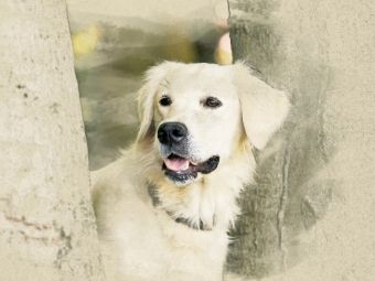 Produktbild: CALVENDO Puzzle Ein Motiv aus dem Kalender Golden Retriever 2017 | 1000 Teile Lege-Gr&ouml;&szlig;e 64x48cm Foto-Puzzle f&uuml;r gl&uuml;ckliche Stunden