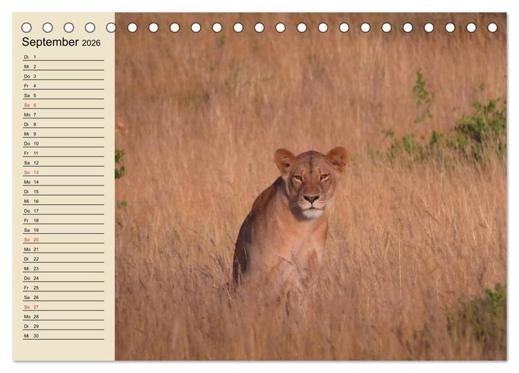 Produktbild: L&ouml;wen in freier Wildbahn (Tischkalender 2026 DIN A5 quer), CALVENDO Monatskalender