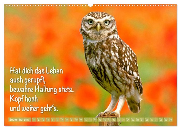 Produktbild: Die Eulen sind los: Edition lustige Tiere (Wandkalender 2026 DIN A2 quer), CALVENDO Monatskalender